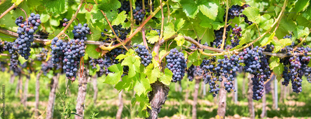 Viticulture and Fruticulture