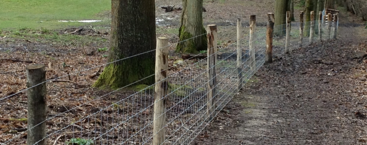 Sweet Chestnut