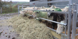 Sheep Feed Fence