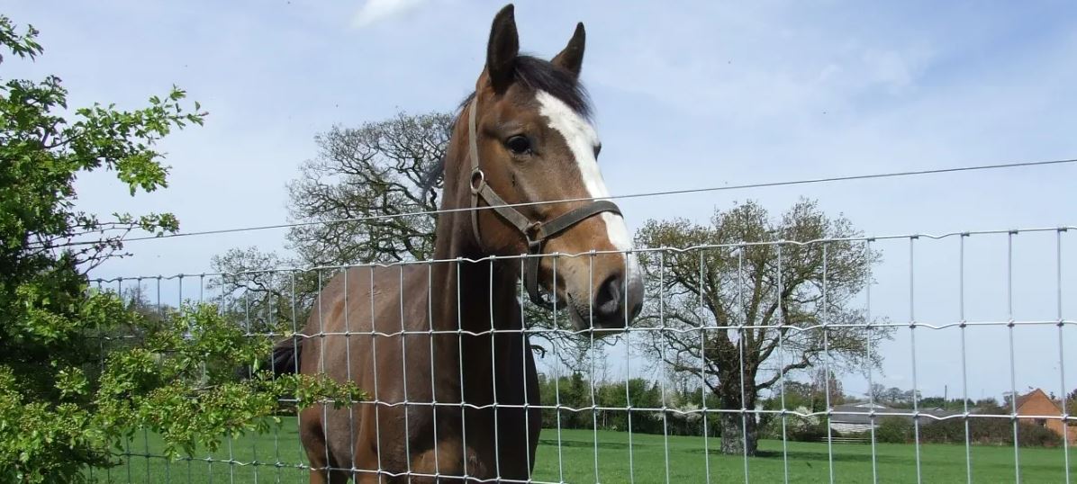 Equine Fencing