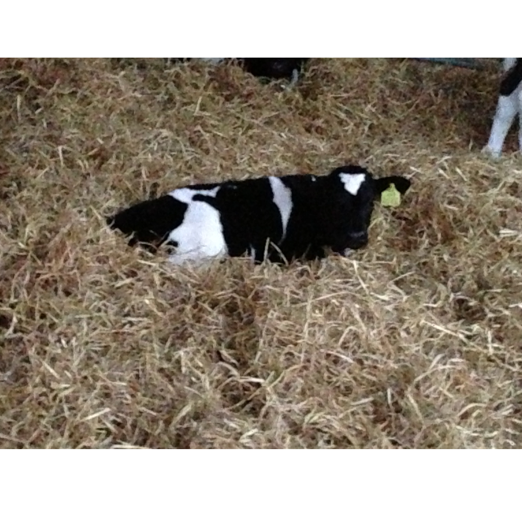 Calving