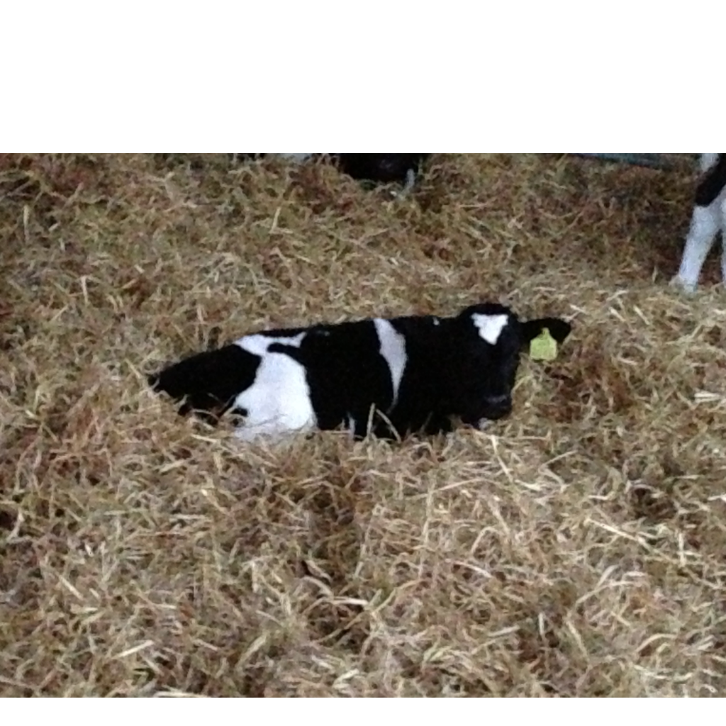 Calving