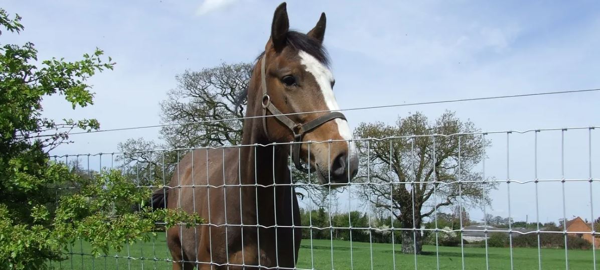 Equestrian Wire