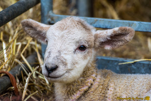 Lambing Essentials