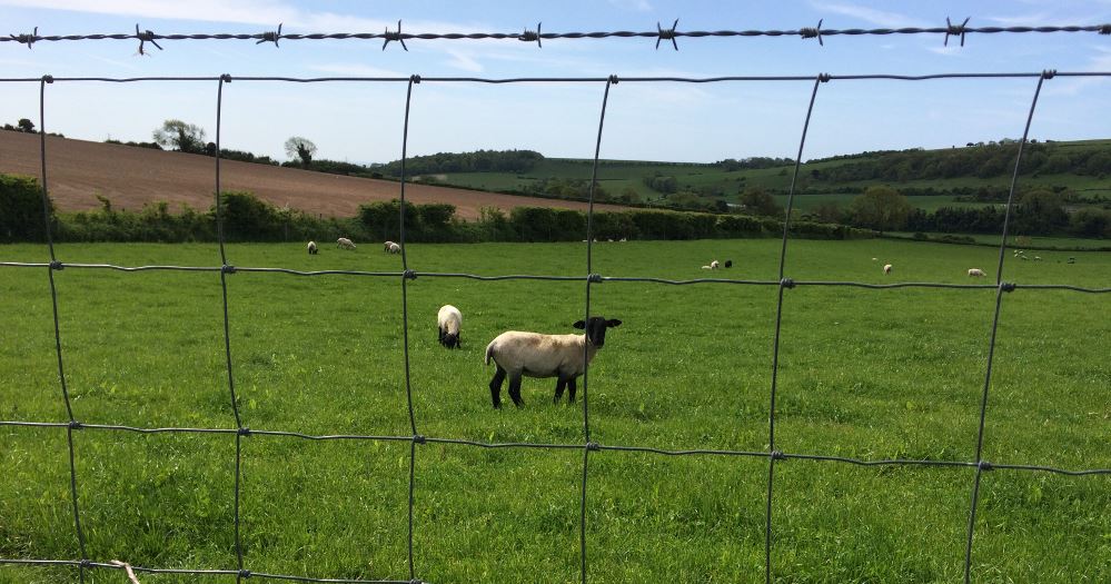 Fencing Wire