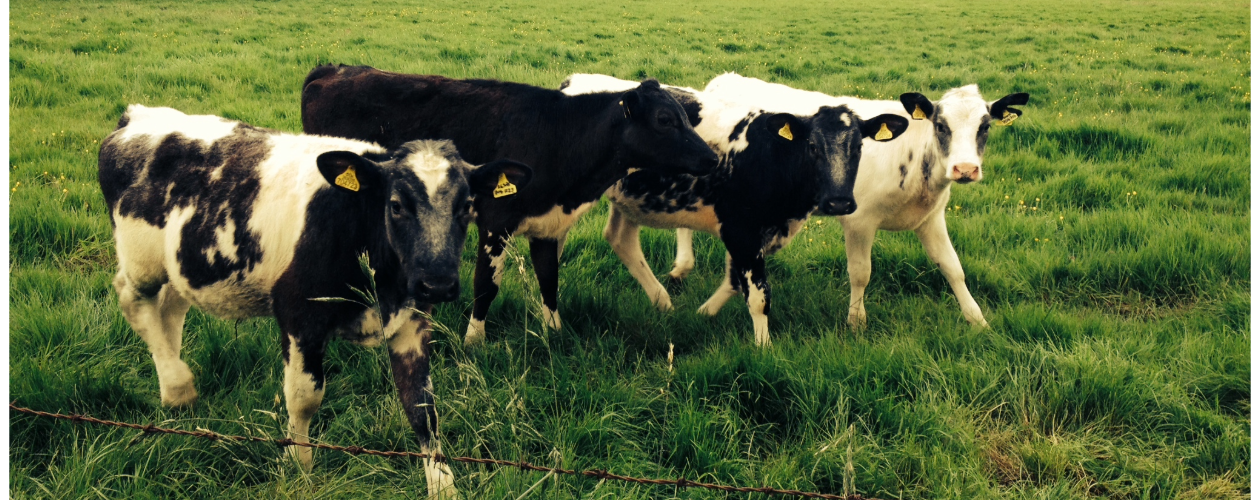 Calf Feeding