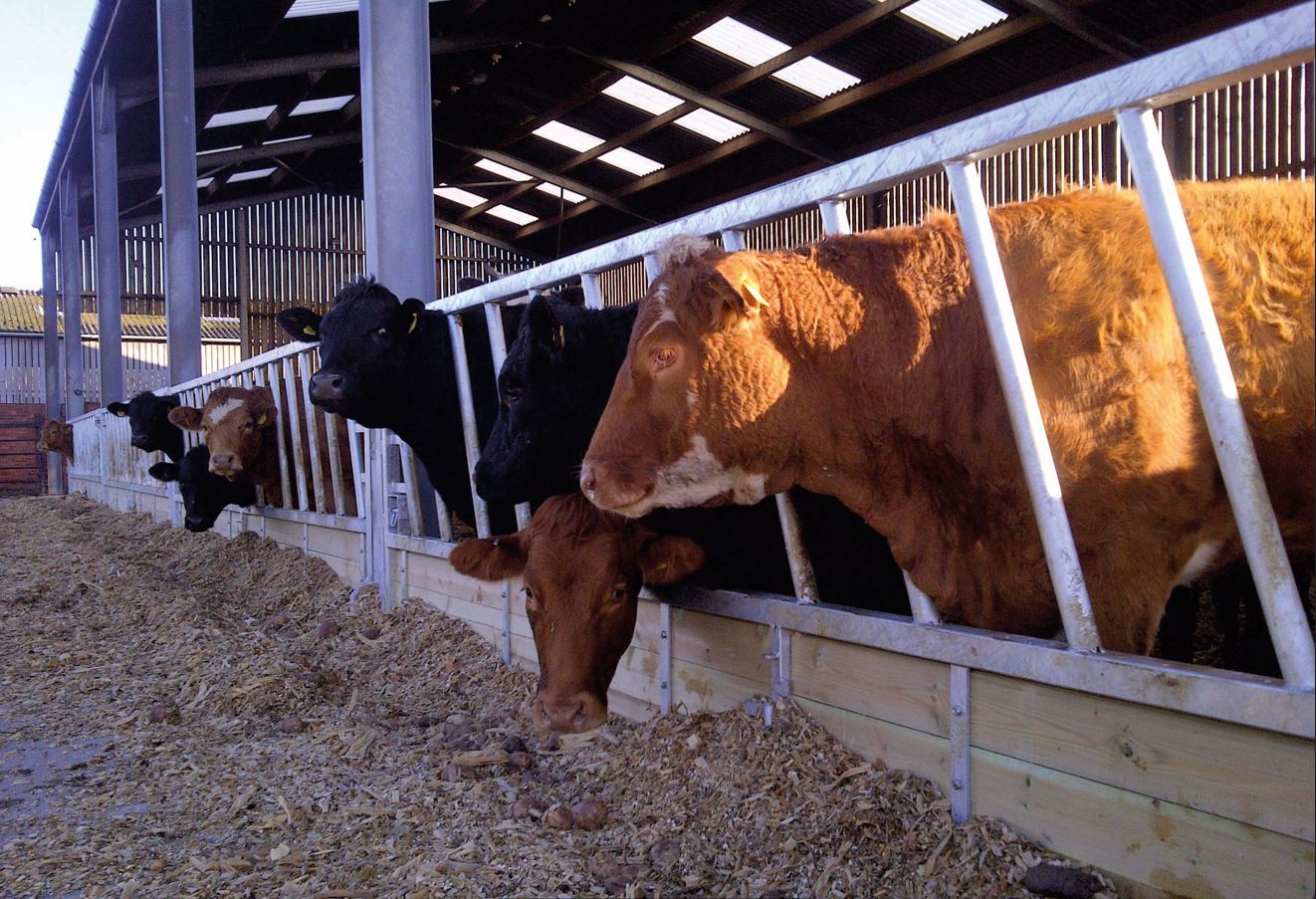 Cattle Feed Fences