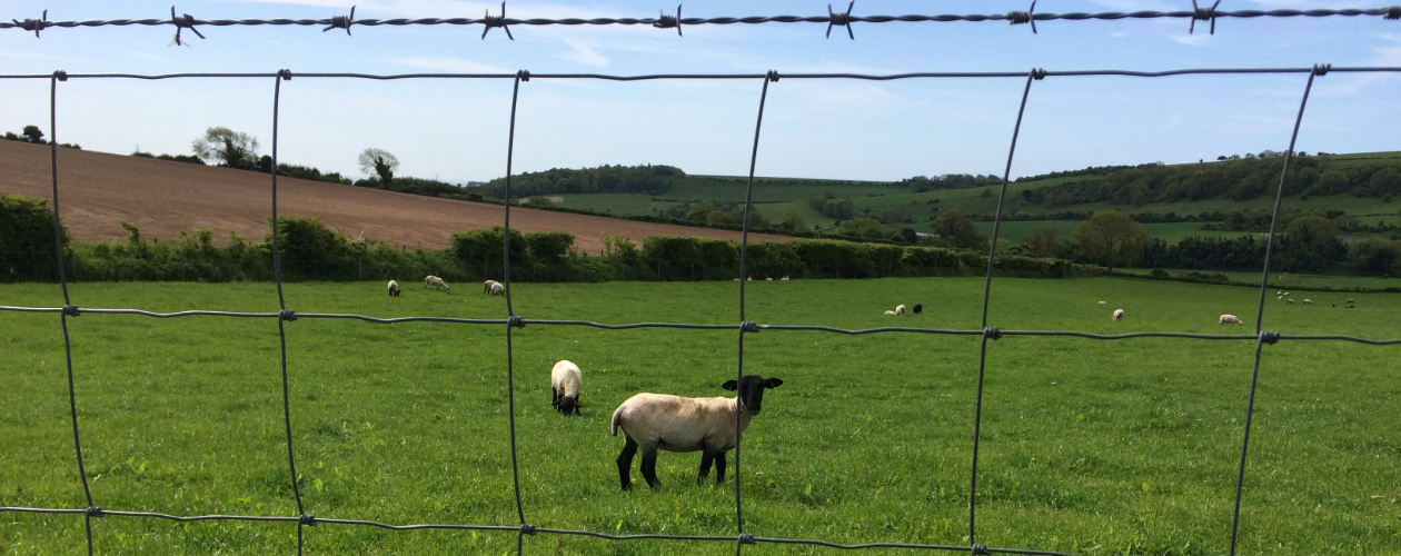 Lamb Feeding & Husbandry